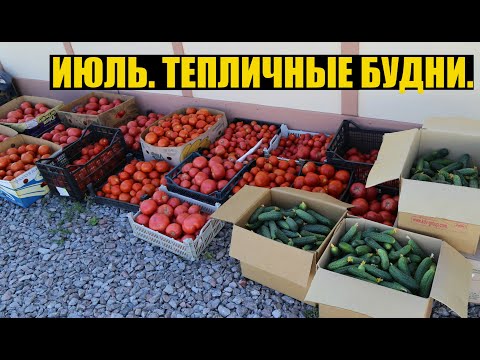 Обзор томатов и огурцов + доп доход [хризантема на срезку и огурец 2й оборот]