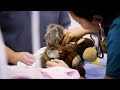 #KoalaHelp with Currumbin Wildlife Hospital Foundation