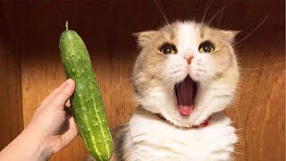 Cats Vs Cucumber Challenge - Funny Cat Reaction Videos | Pets Island