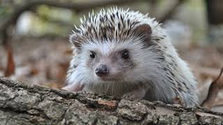What Do Hedgehogs Eat and How Do They Live