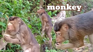 monkey | monyet | mouse