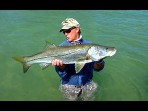 Summer Stories - HOST jumps in water to land a big snook