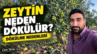 ZEYTİN NEDEN DÖKÜLÜR? | Zeytin Meyvesi Dökülmesinin Nedenleri