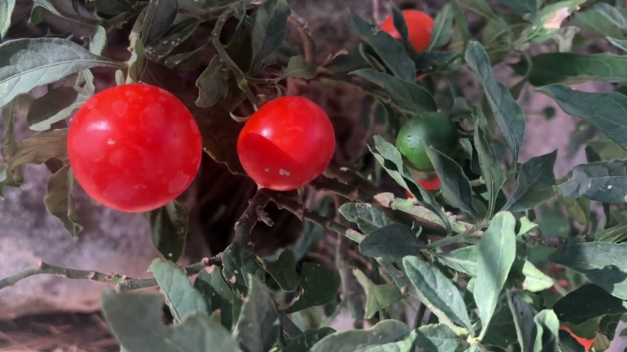 Cerezo de Jerusalén (Solanum pseudocapsicum)