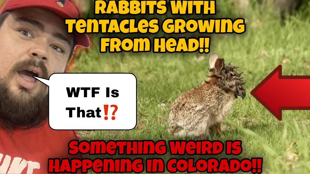 WEIRD! Rabbits With TENTACLES Growing From Face SPOTTED In Colorado ...