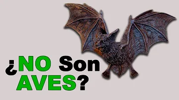 ¿Cuántos años puede vivir un murciélago?
