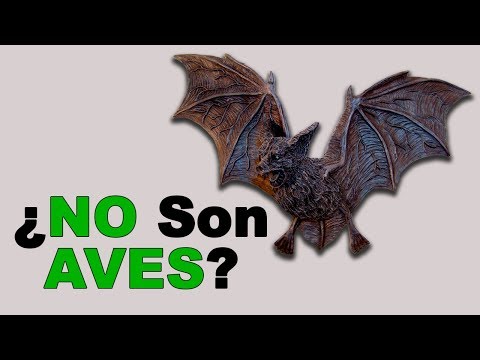 Vídeo: Diferencia Entre Murciélagos Y Aves