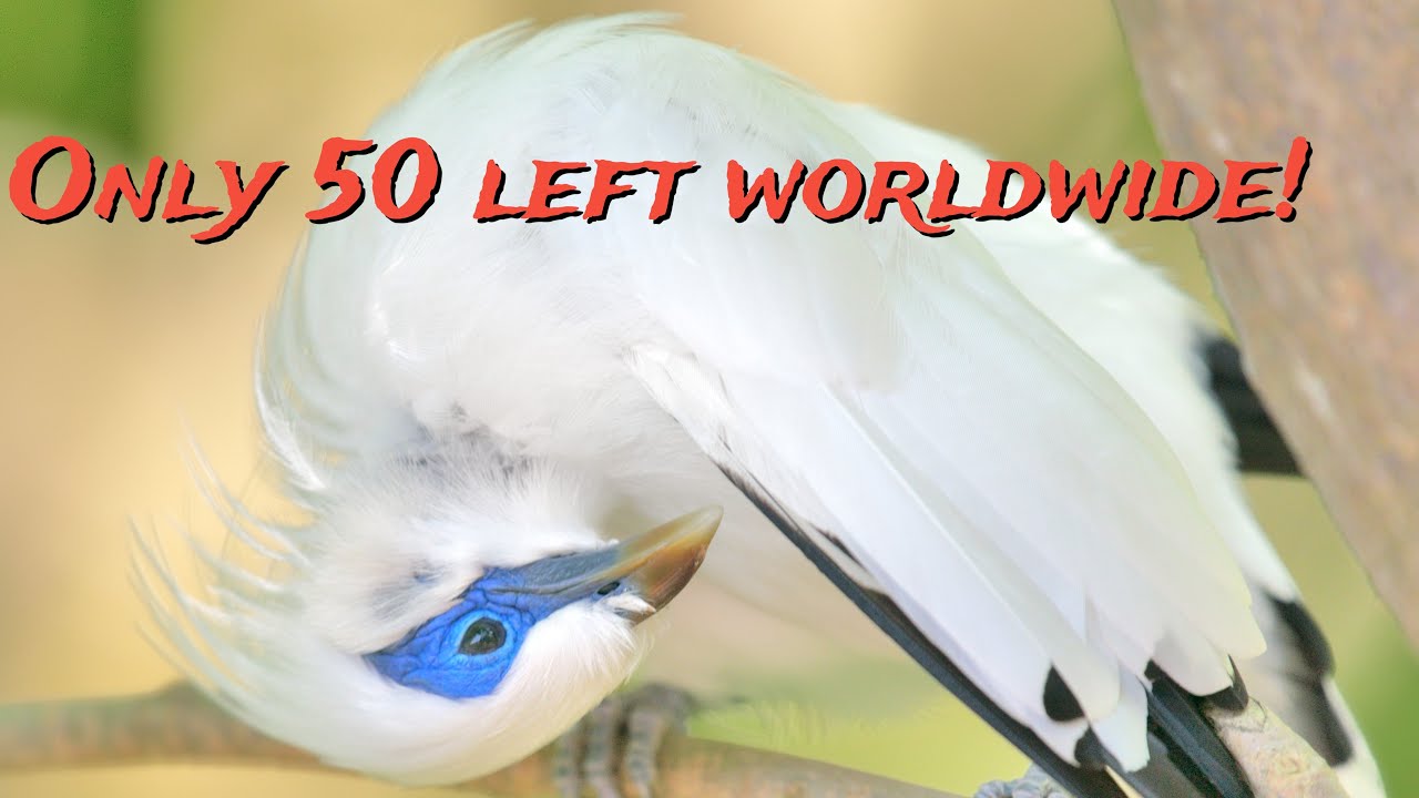 Edward  Youde Aviary 🌿🦜 Hong Kong’s Best Birds, Tea House & Vegan Bites! EP 4