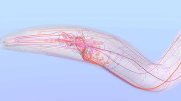 Nervous_System_Fly_Over#2.mov