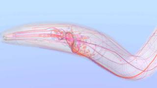 Nervous_System_Fly_Over#2.mov