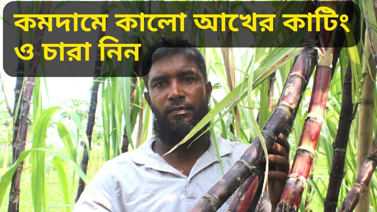 ফিলিপাইনের কালো আখ চাষ - ২২ শতাংশে ১৪ মাসে ১১ লক্ষ টাকা আয় | Philippine Black Sugarcane Cultivation