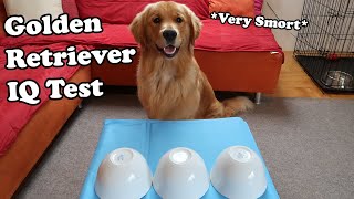 Golden Retriever IQ Test | How Smart Is My Dog