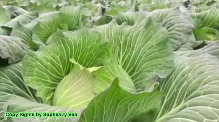 Cabbage Farm In Japan
