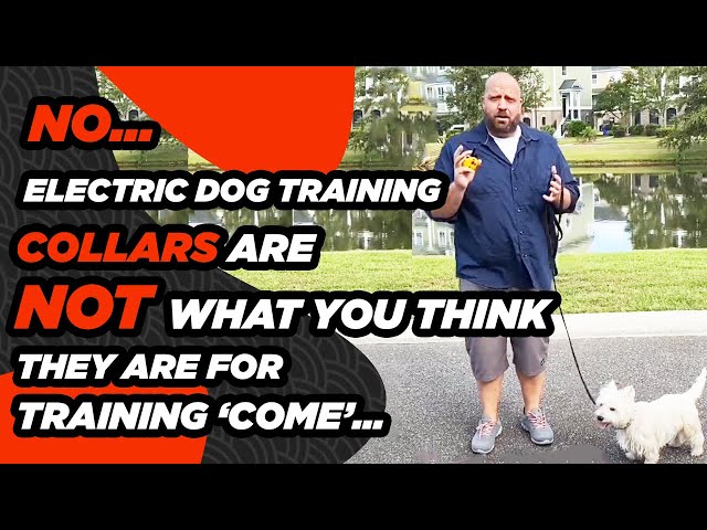 E-Collar Training- Train a Dog to Come When Called Using an Electric Collar Humanely