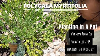 Potting Polygala Myrtifolia! This plant looks so Beautifully in a Pot! #landscape #landscaping #yt