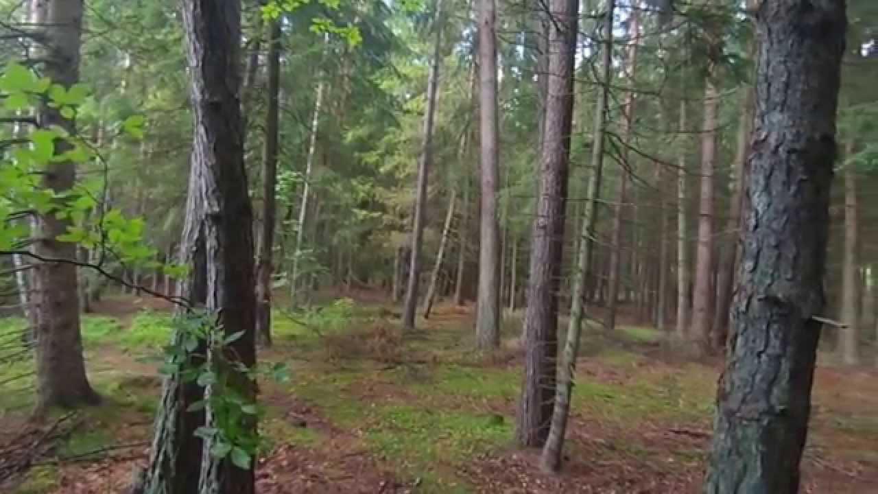 Historia pewnego lipienia z Łupawy