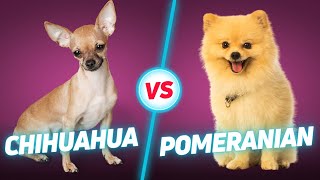 Chihuahua vs Pomeranian: Which Tiny Dog Is Right For You?