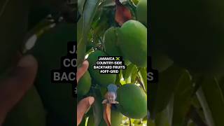 EXOTIC JAMAICAN COUNTRY-SIDE FRUITS 🇯🇲🥭| OFF-GRID #shorts #countryside #jamaica#viral #trending#fyp