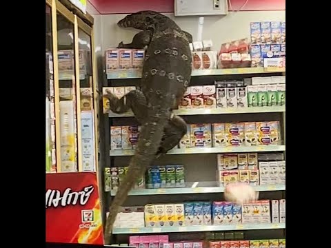 GIANT LIZARD INVADES
