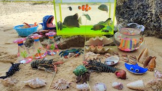 Looking for colorful ornamental fish in the sea, nemo fish, puffer fish, large hermit crabs