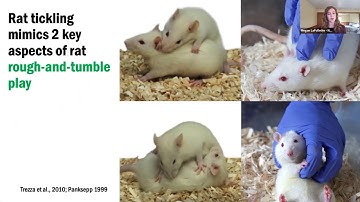 NC3Rs webinar: Tickling rats for improved welfare