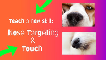 Life Skill: Nose Targeting and Touch