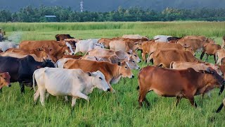 Mengembala Ribuan sapi lembu jinak di padang Rumput yang hijau - ternak sapi kampung