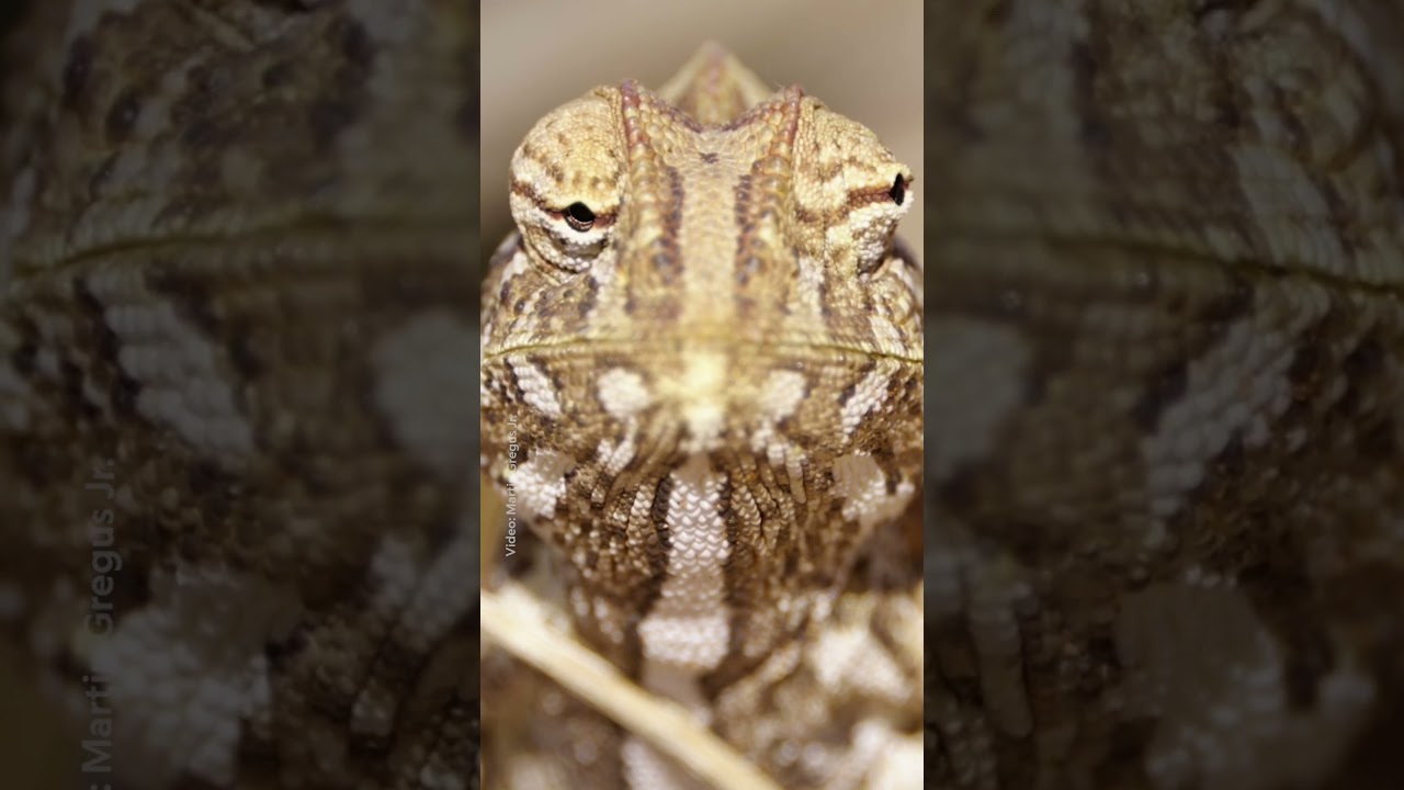 When the Namaqua chameleon changes color, it's not just defensive camouflage to avoid predators. This tiny desert reptile regulates its body temperature by changing its hue, getting darker to absorb heat in the morning and lighter to reflect the sun's rays in the hot afternoon. This particular chameleon thoroughly charmed photographer Martin Gregus with its precise, mesmerizing movements as he filmed it in the NamibRand Nature Reserve in Namibia.

Explore the World with National Geographic subscriptions: https://natgeo.com/ytngmagazine

➡ Subscribe: https://on.natgeo.com/4p5A0D6
➡ Get more Nat Geo Full Episodes: https://on.natgeo.com/3V5ZfHI
➡ Get wild with Nat Geo Animals Full Episodes: https://on.natgeo.com/3V2EOLO

And check out more National Geographic series and specials here:
➡ Disney Plus: https://on.natgeo.com/3q6on5p
➡ Hulu: https://on.natgeo.com/3Qor0Ko
➡ NGTV: https://natgeo.com/tv
➡ ABC: https://abc.com

#NationalGeographic #Chameleon #Animals

About National Geographic:
National Geographic is the world's premium destination for critically acclaimed storytelling around science and exploration. Discover amazing wildlife, ancient civilizations, hidden worlds, and the incredible wonders of our Earth. Through world-class scientists, photographers, journalists, and filmmakers, Nat Geo inspires fans of all ages to connect with, explore, and care about the world.

Get More National Geographic:
Official Site: https://nationalgeographic.com
Instagram: https://instagram.com/natgeo 
Facebook: https://facebook.com/natgeo
Threads: https://threads.com/@natgeo
X: https://x.com/NatGeo
LinkedIn: https://linkedin.com/company/national-geographic
TikTok: https://tiktok.com/@natgeo
Reddit: https://reddit.com/user/nationalgeographic
Pinterest: https://pinterest.com/natgeo

What does it mean when the Namaqua chameleon changes color? 🤔 #NationalGeographic
https://youtube.com/shorts/dNIARjqLFhA

National Geographic
youtube.com/natgeo