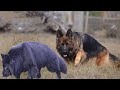 How to Check Pure German Shepherd Dog Breed | Dogmal の動画、YouTube動画。