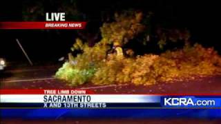 Tree Branch Falls On Sacramento Street