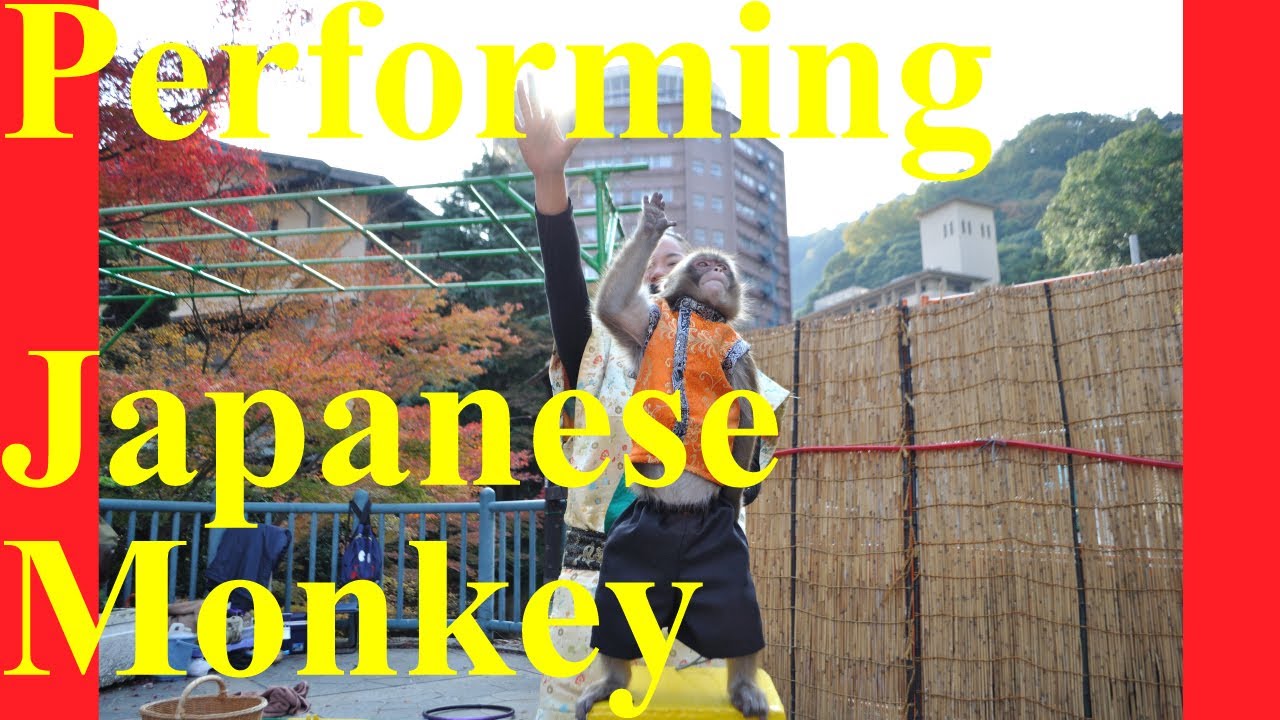 Wow! Performing Monkey (凄いぞ猿回し) 【JAPAN TRAVEL GUIDE】