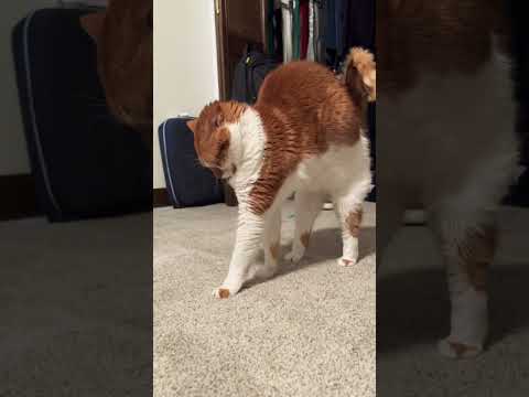 Cat Stretching Exercises