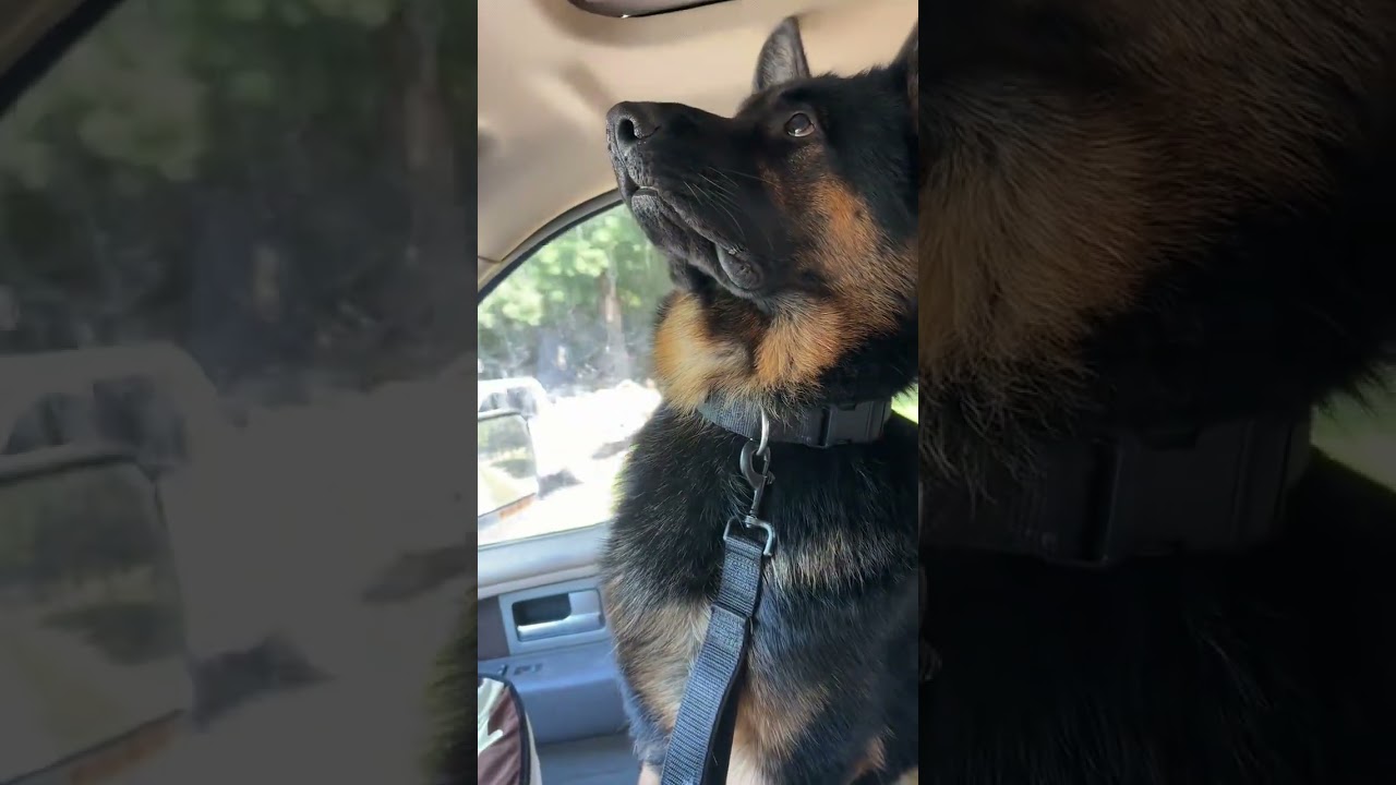 Looks like he didn't stop but he's fine.🥰 #dog #dogs #puppy