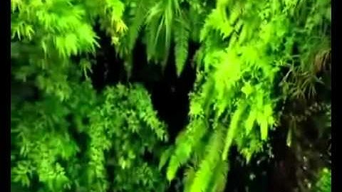 سورة الحاقة للشيخ فواز بن محمد الشريف