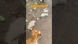 cat video ! cat voice ! cat sound ! cat meowing #shorts #short #youtubeshorts #cat #cats (part 22)