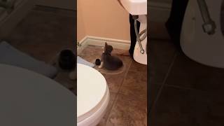 Throwback to when we couldn’t find our new kitten #funny #cute #cat #shorts #foryou #fyp #viral