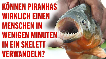 Können Piranhas einen Menschen fressen?