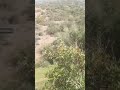 صيد الخنازير البرية في منطقة زعير الغوالم بدوار ولاد زيد