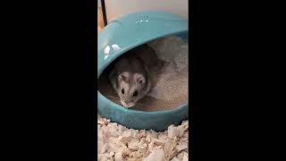 Chonky Buby Hamster exploring his new home! #hamsters