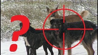 Отстрел бродячих собак. Что говорит Закон Отстрел бродячих собак. Что говорит Закон