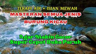 Semua jenis burung super cepat buka paruh, terapi air, isian mewah, suasana hutan belantara