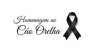 ETERNO CÃO ORELHA 🖤🤍