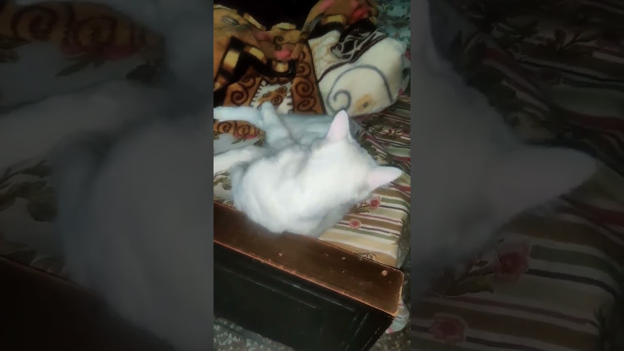 The Cat Rolling on the Bed