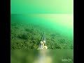 izmir zıpkın ile topan kefal avı