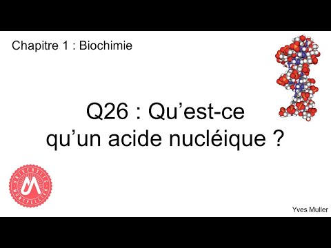 Vidéo: Qu'est-ce qu'un acide nucléique ?
