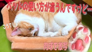 うちの猫のベッドの使い方が明らかに違うんですけど…