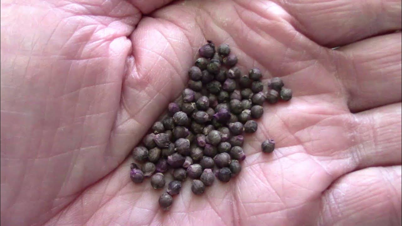 How To Save Clean Malabar Spinach Seeds Step by Step YouTube