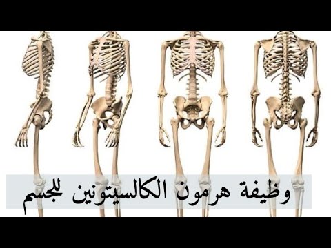 ما هي وظيفة هرمون الكالسيتونين 