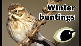 BTO Bird ID - Winter buntings