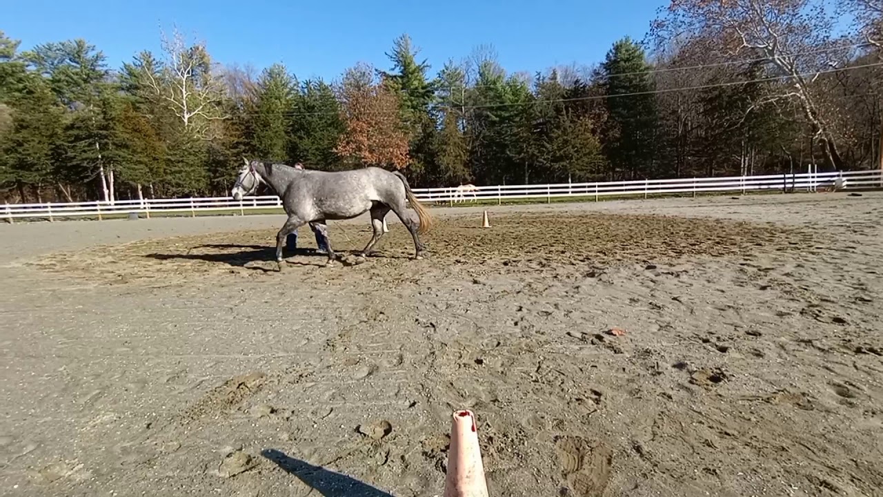 Pro Level 1 novice with Pardon My Penny International Liberty Horse